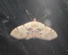 Idaea laevigata